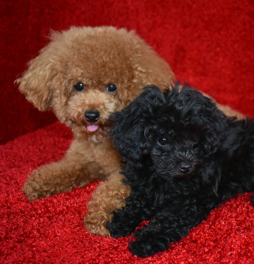 Dental therapy dogs for dental anxiety in Erie, PA