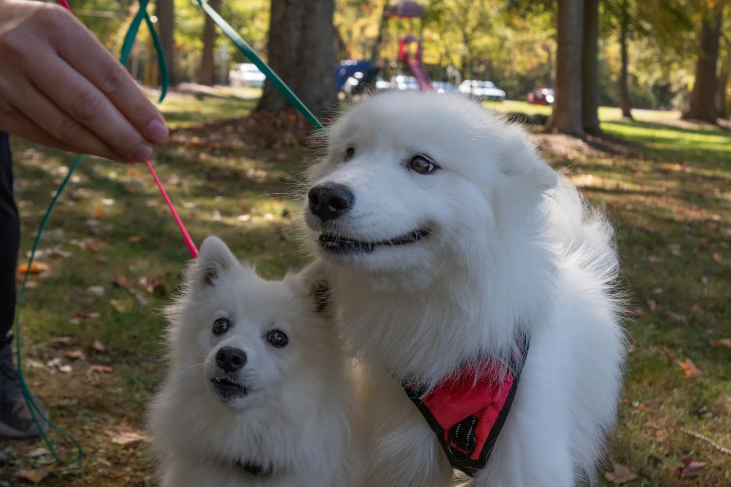 dogs at erie rainbow garden memorial grand opening