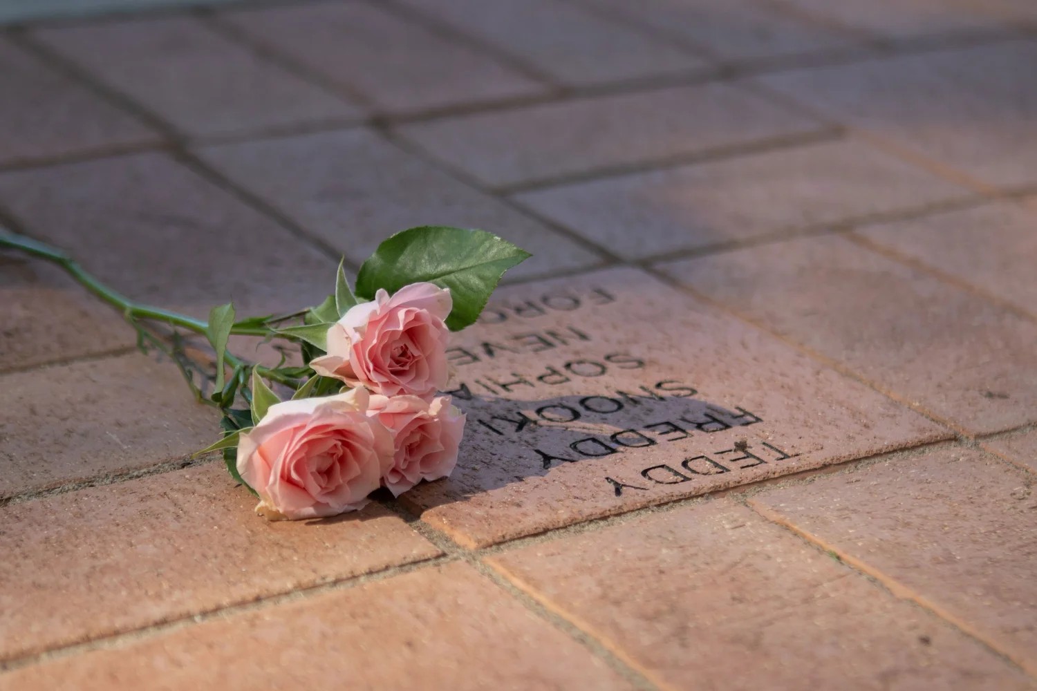 roses on memorial brick at erie rainbow garden