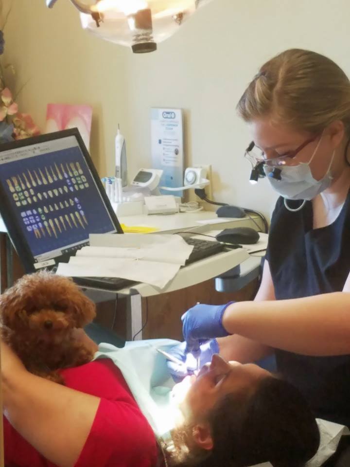 dental therapy dog at work