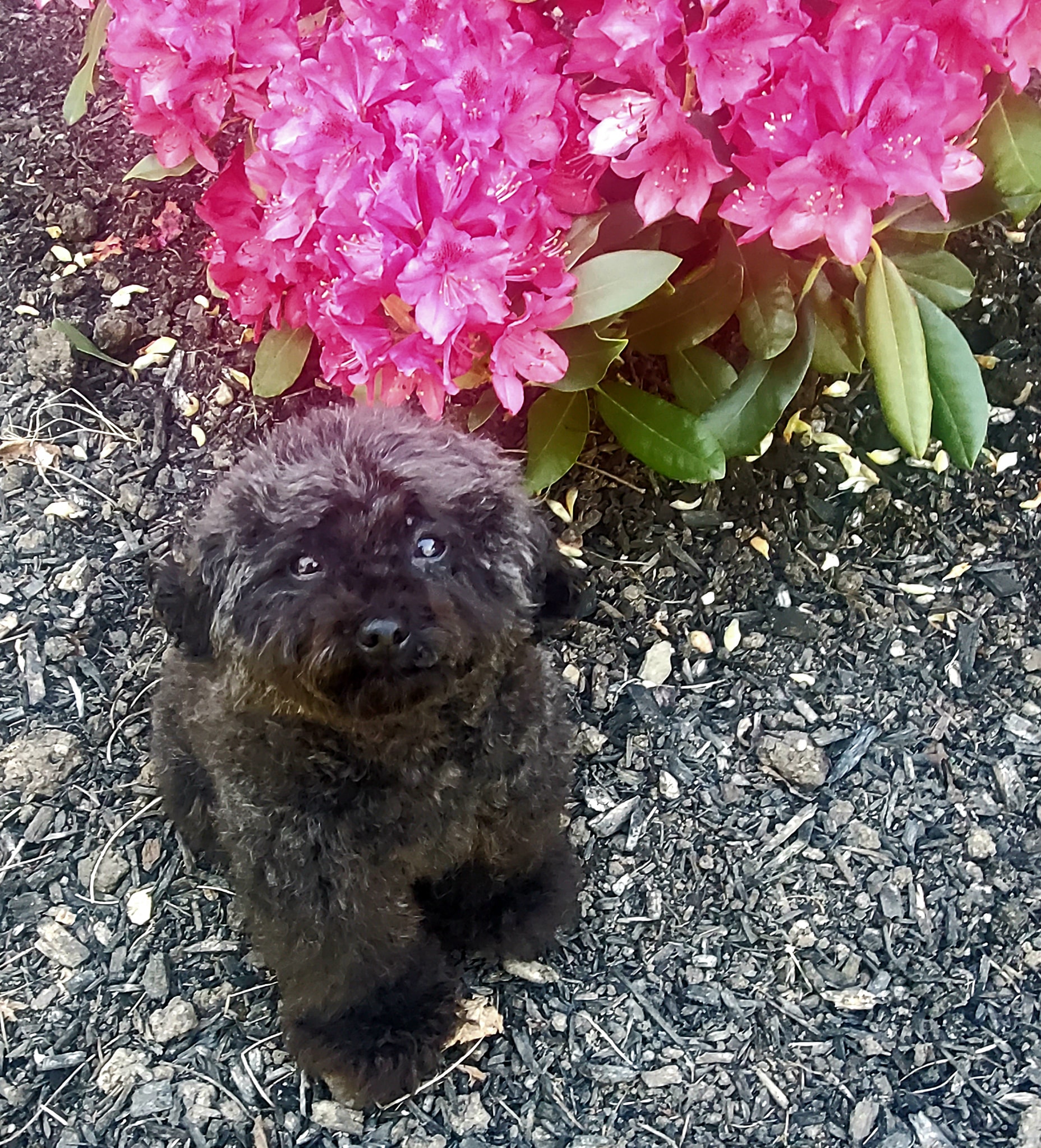 Gadget the dog sitting by a bush of pink flowers 