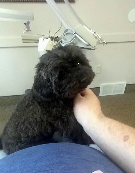 dental therapy dog in patient's lap