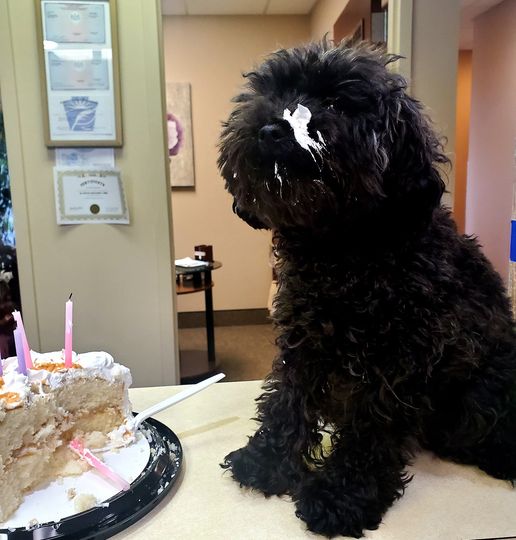 Gadget on a table in front of a half-eaten cake. He has frosting on his muzzle