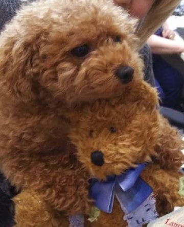 Dental therapy dog in Erie, PA