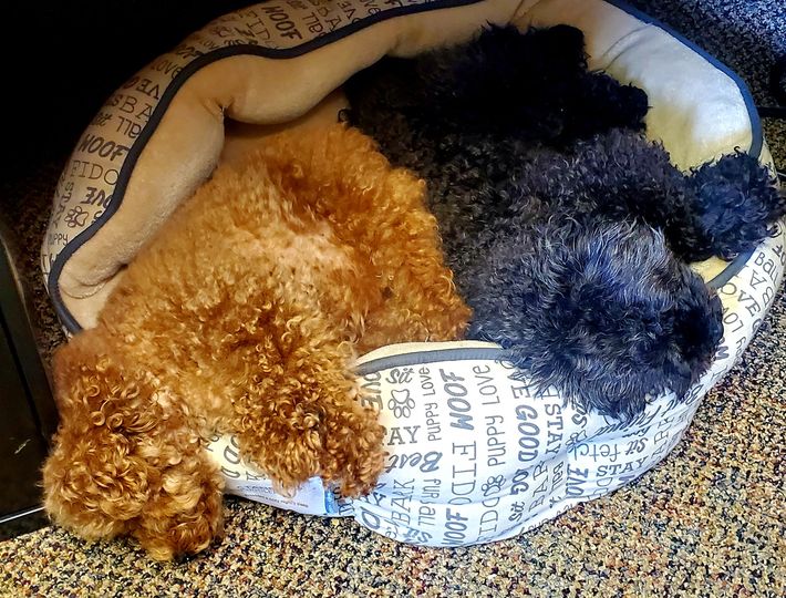 Dental therapy dogs taking a nap