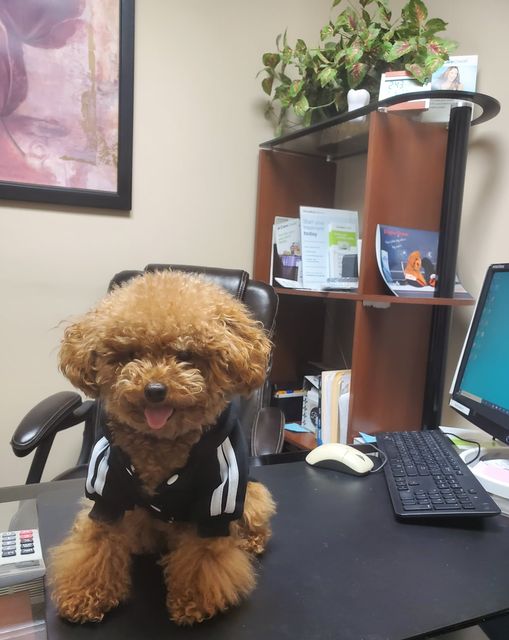 Gizmo the dog sitting on an office desk in a black and white tracksuit jacket