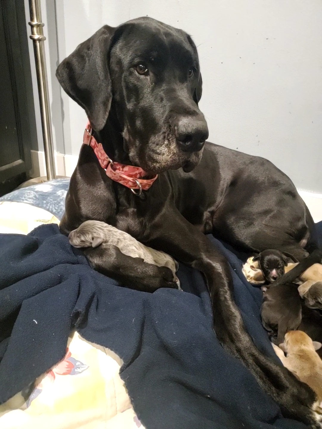 baby dog mom