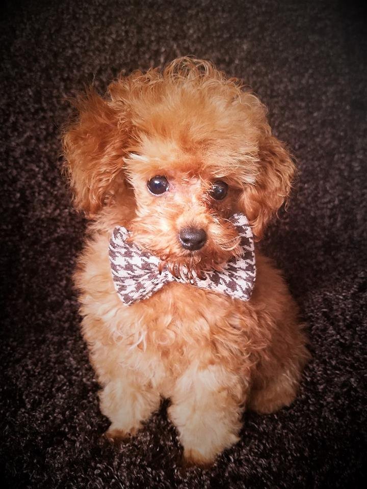 Meet Gizmo, the Therapy Dogtor in Training