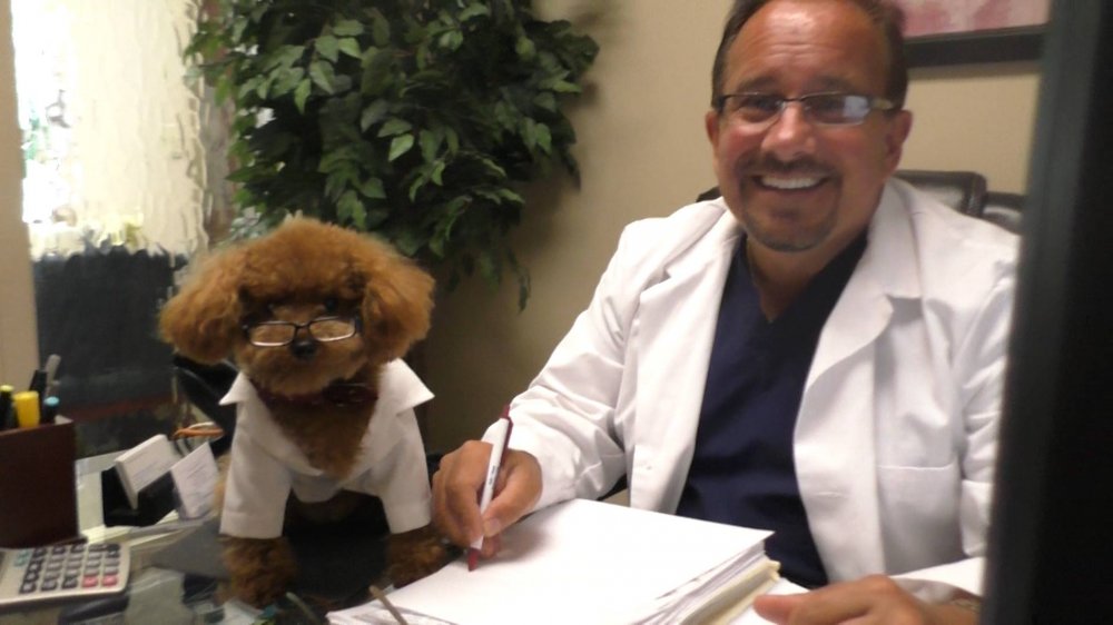 The Benefits of Dental Therapy Dogs (featuring Dogtor Gizmo)