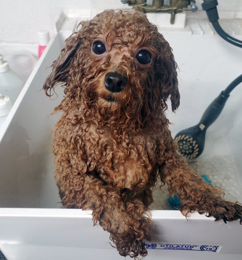 Bath time is the Worst