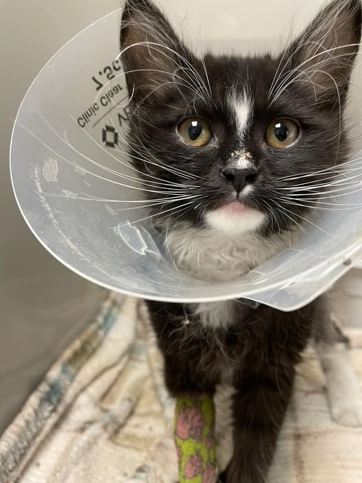 Calendar Funds Save Kitty's Life