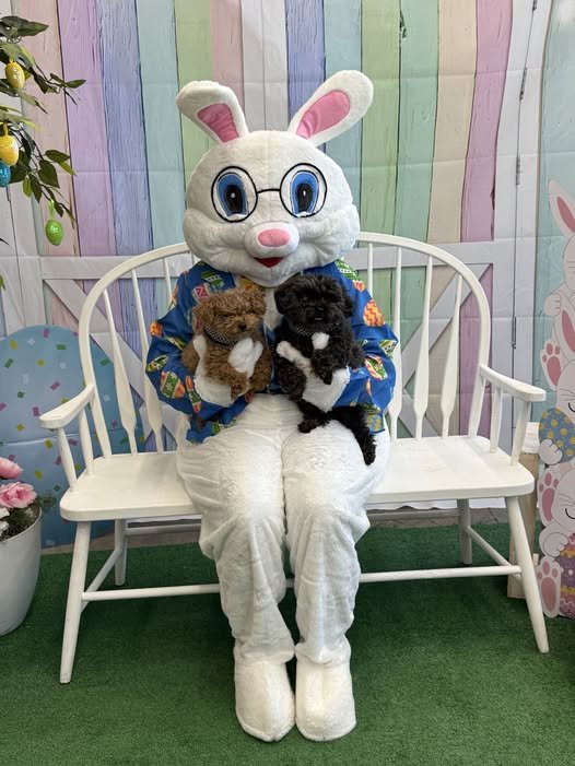 Hoppy Easter from Dogtor Gizmo & Gadget!